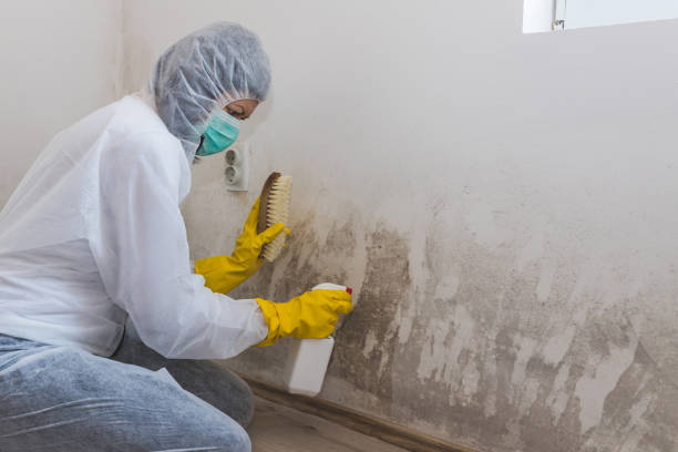 Best Certified Mold Removal  in Elroy, WI