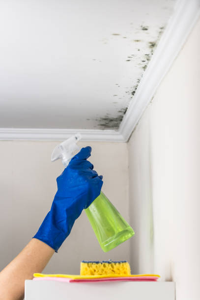 Best Fast Mold Removal  in Elroy, WI