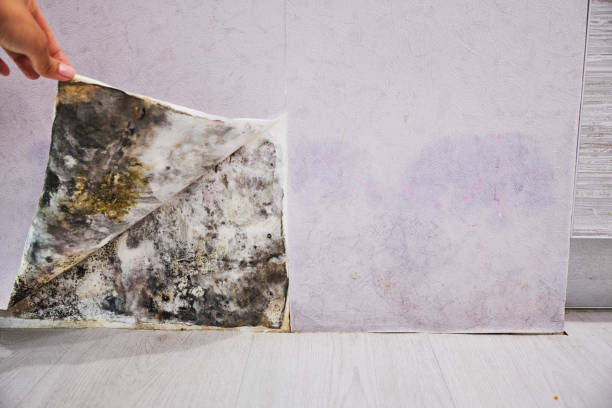 Best Residential Mold Removal  in Elroy, WI